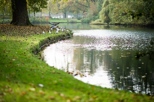 Birds at the pond